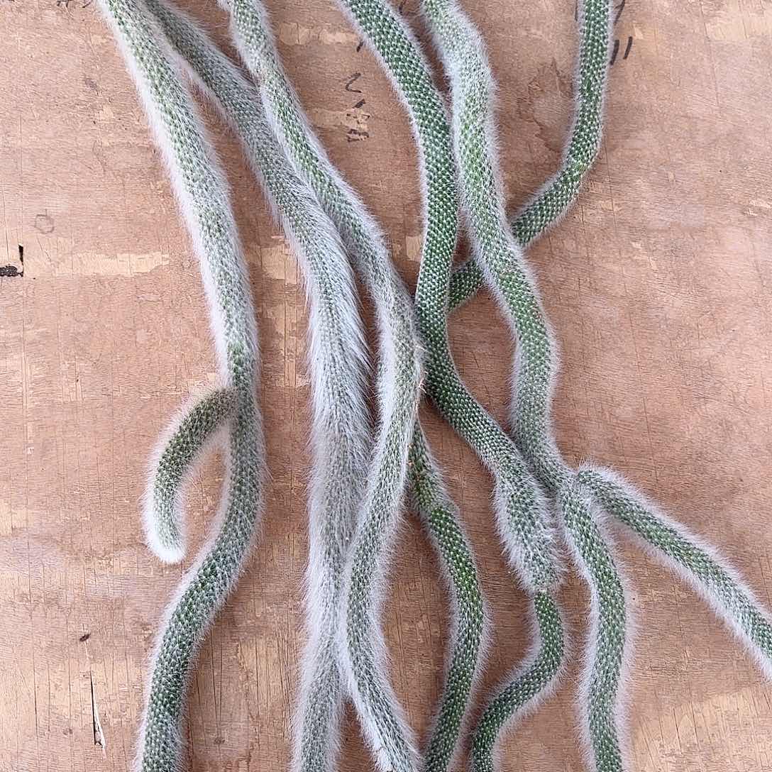 九尾狐尾巴50公分起六条发货不退换