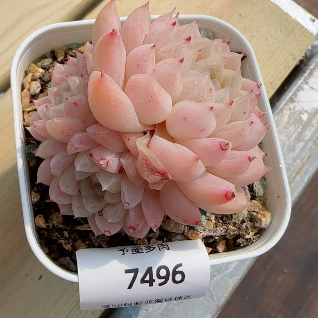 白粉麦秆，7496多肉植物