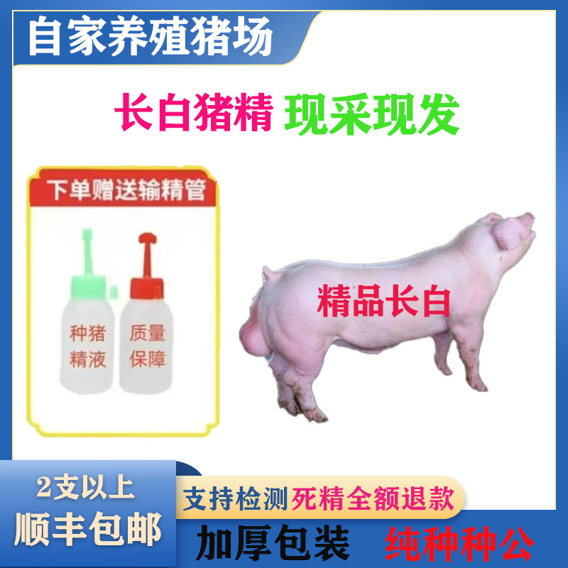 （新美系长白）种猪优质精液批发品种可选一件包邮恒温箱发货包对版