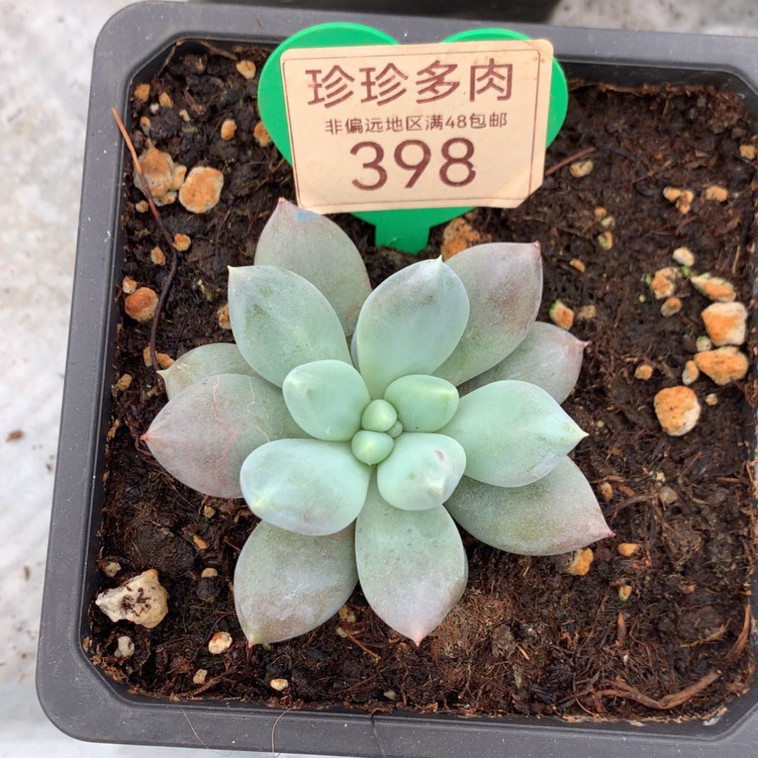 哥特萝莉单头胖体彩体398