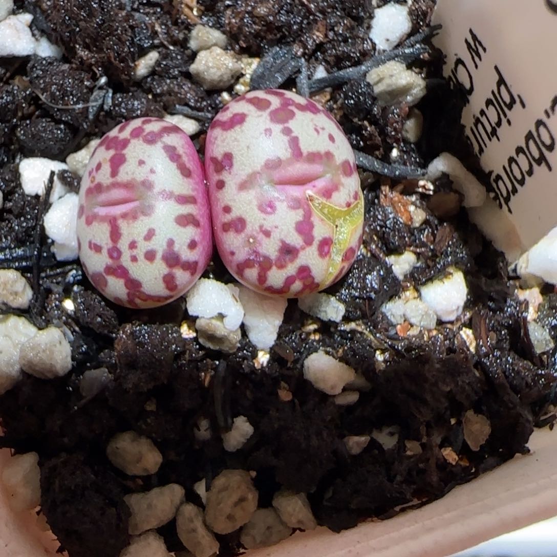 肉锥多肉植物百科-wc霓虹有疤1628