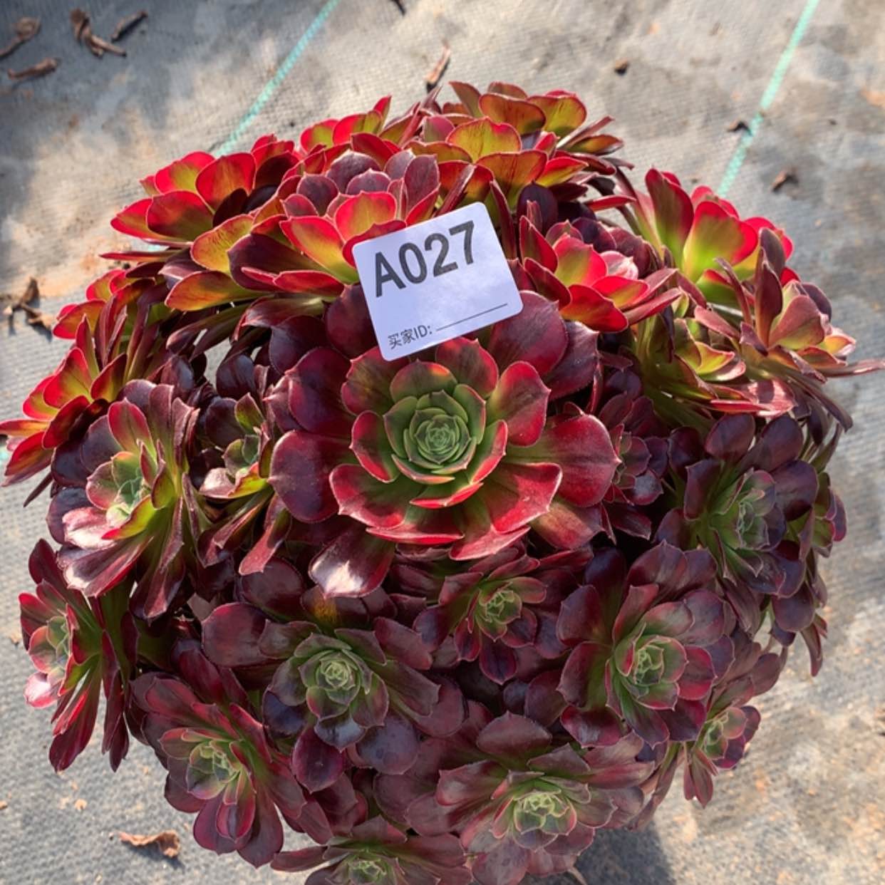 【闪购商品】027安娜