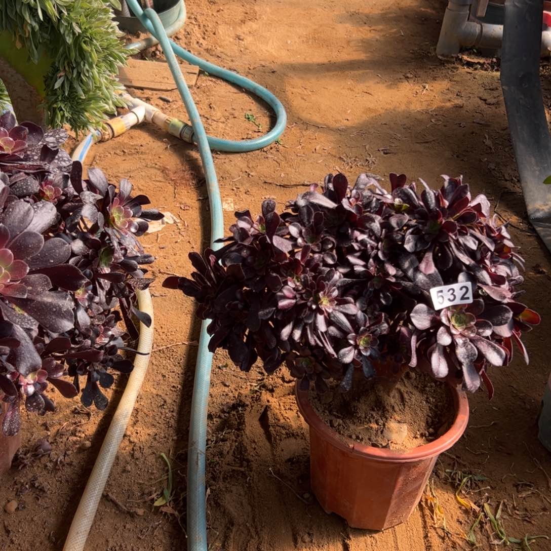 欧紫532官府33厘米