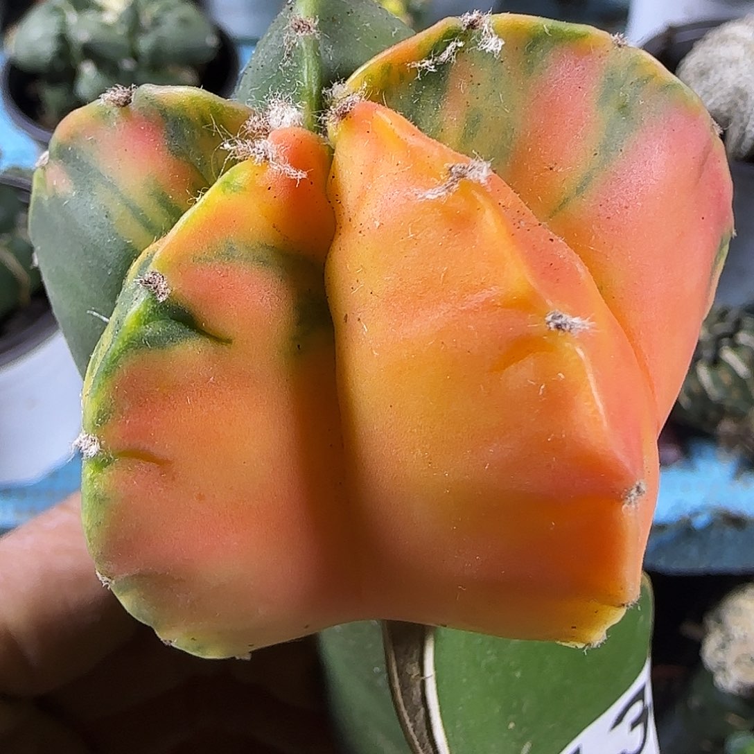 鸾锦135仙人球开花