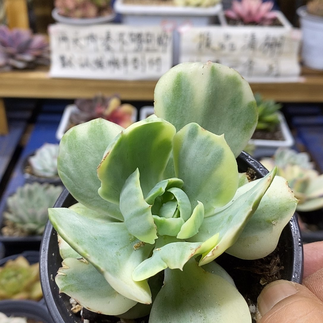 31190 鸡蛋碧桃锦