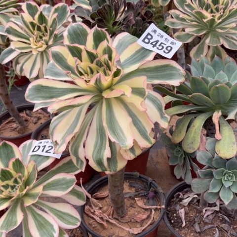 459燕子锦不包断枝