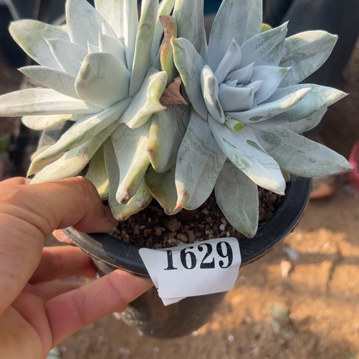 629号牡丹苹果叶多肉植物老庄