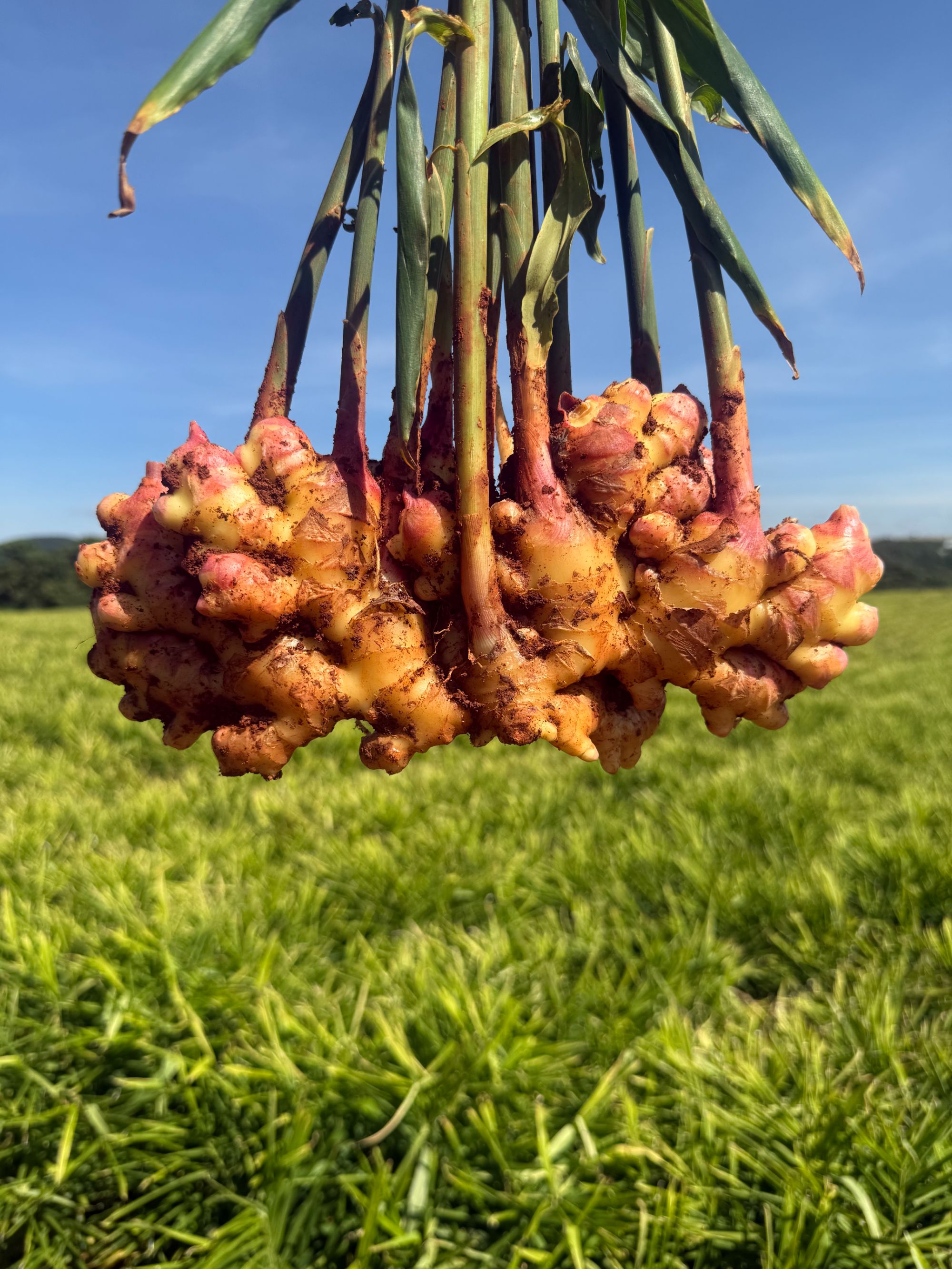 云南高山现挖新姜当季嫩姜新鲜生姜现挖高山沙姜新姜土姜蔬菜包邮