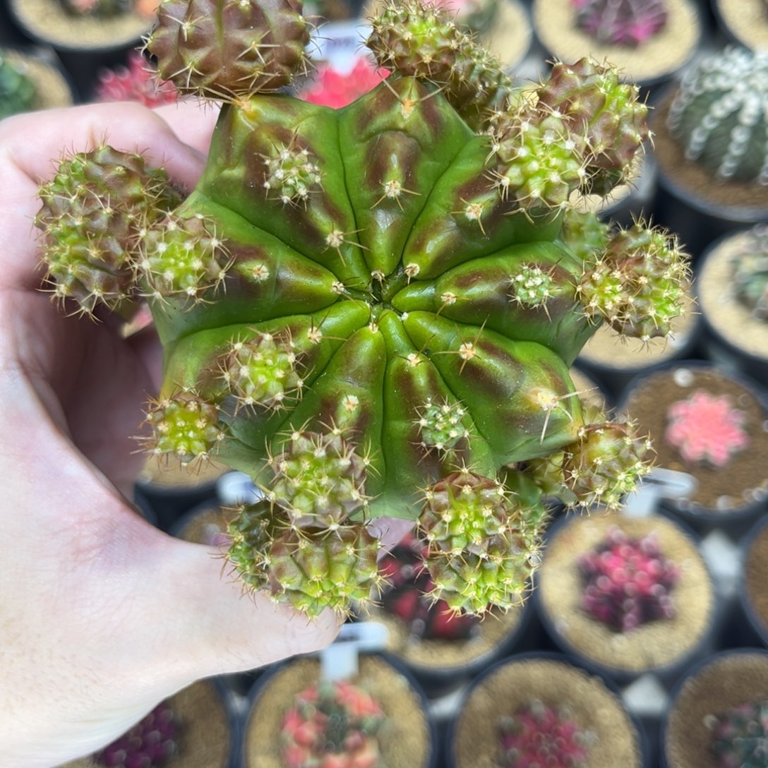 绿茶出侧芽可挑——————-