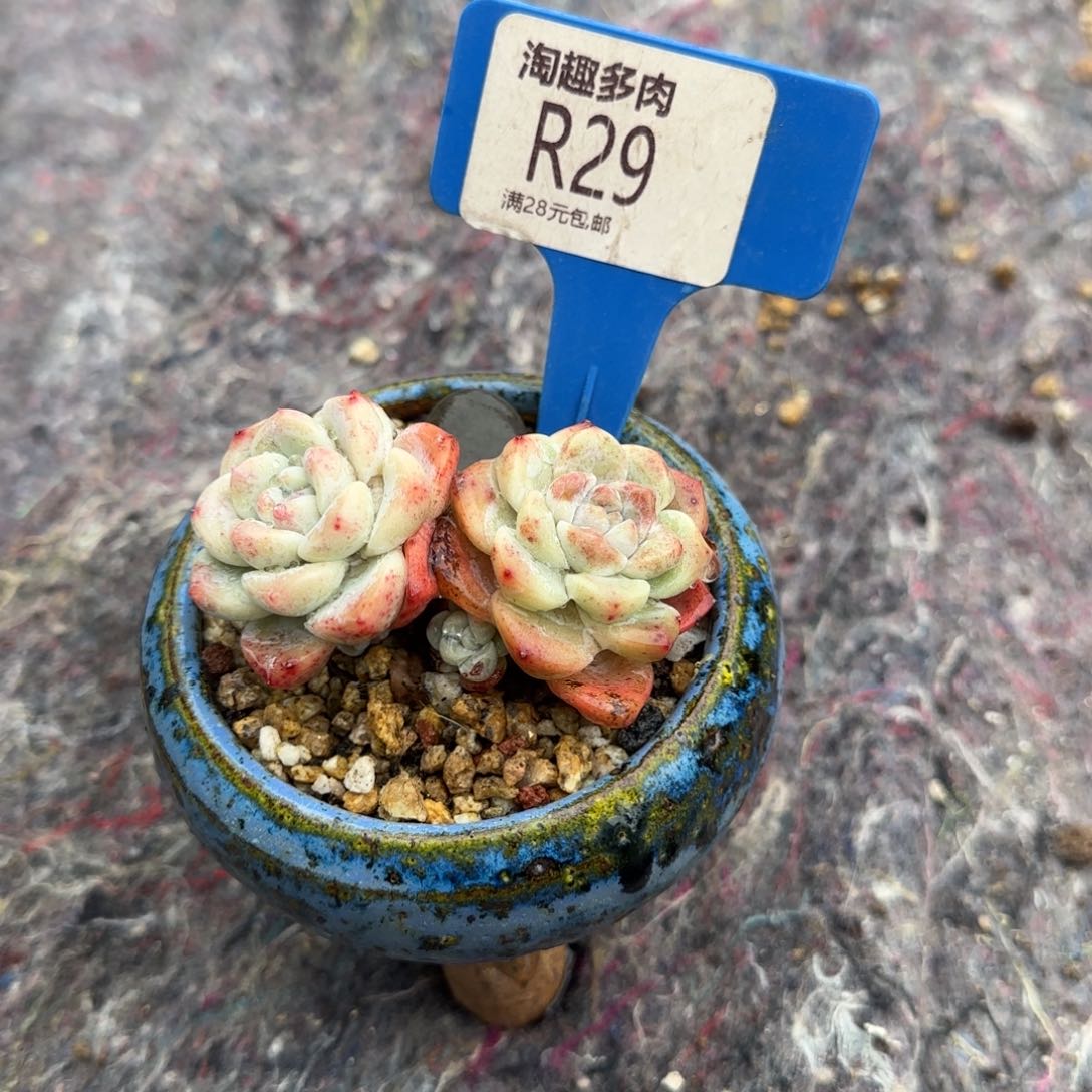 多肉植物卖冰玉，单双头戴绷带