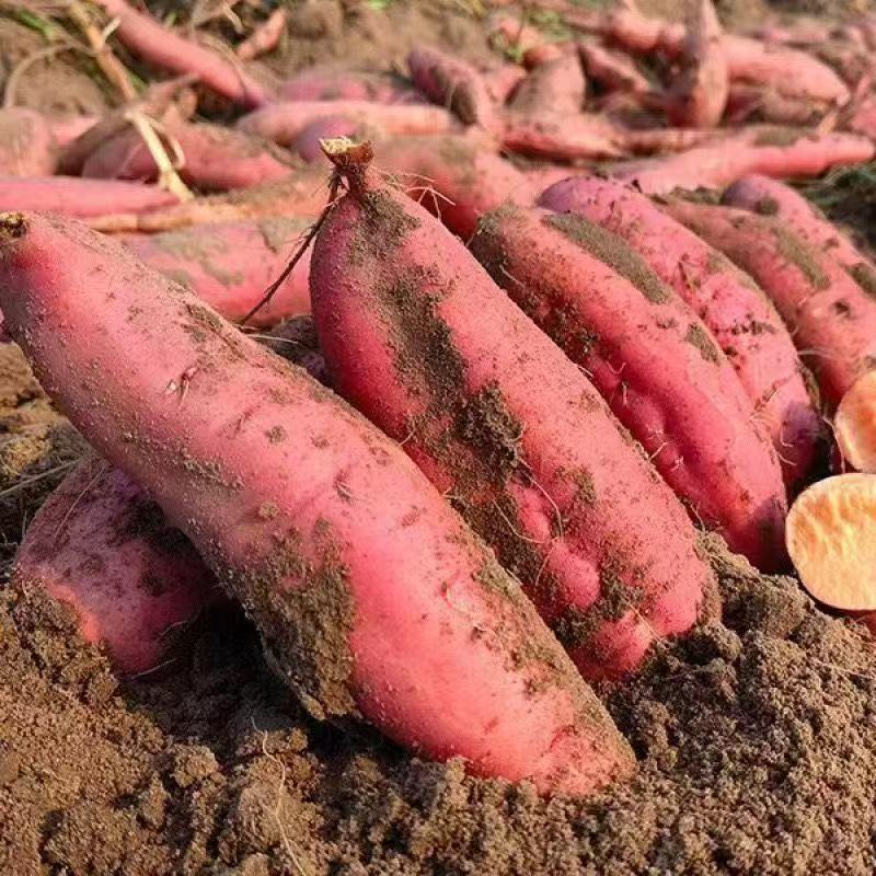 新鲜红薯香甜软糯无筋无丝