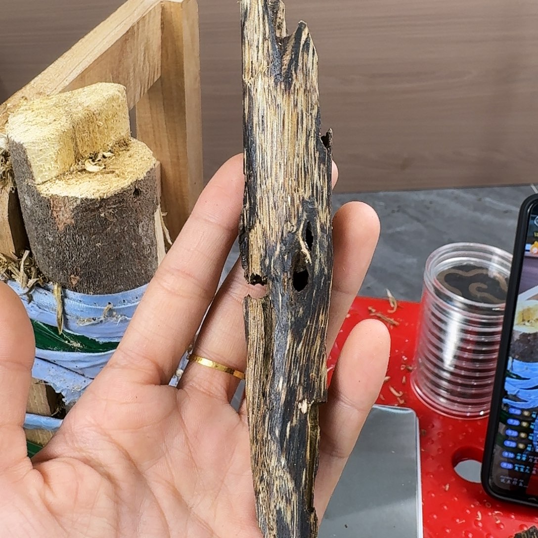 香料绿奇楠天然虫漏陆河17克
