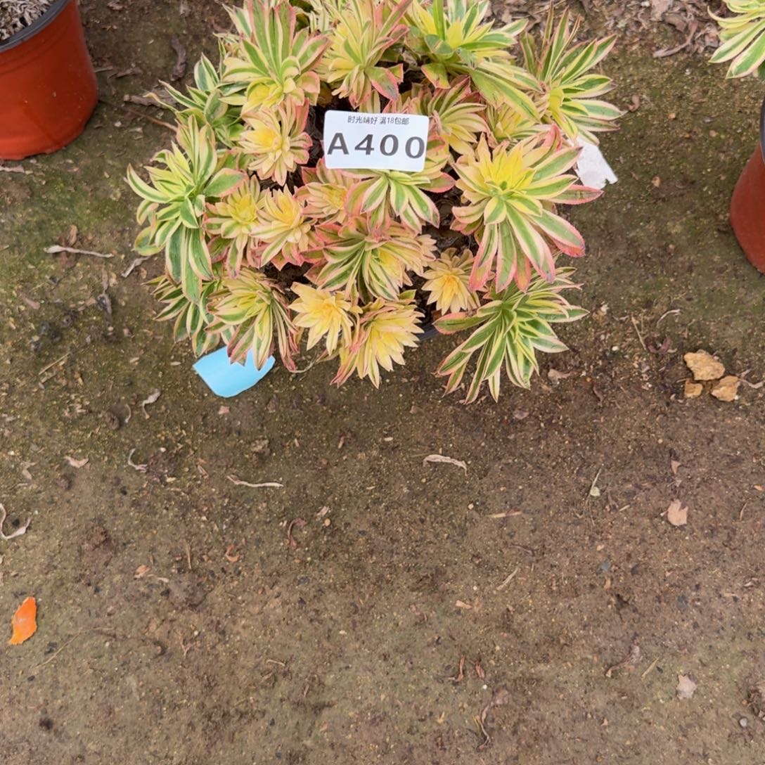 400夕颜。多肉植物