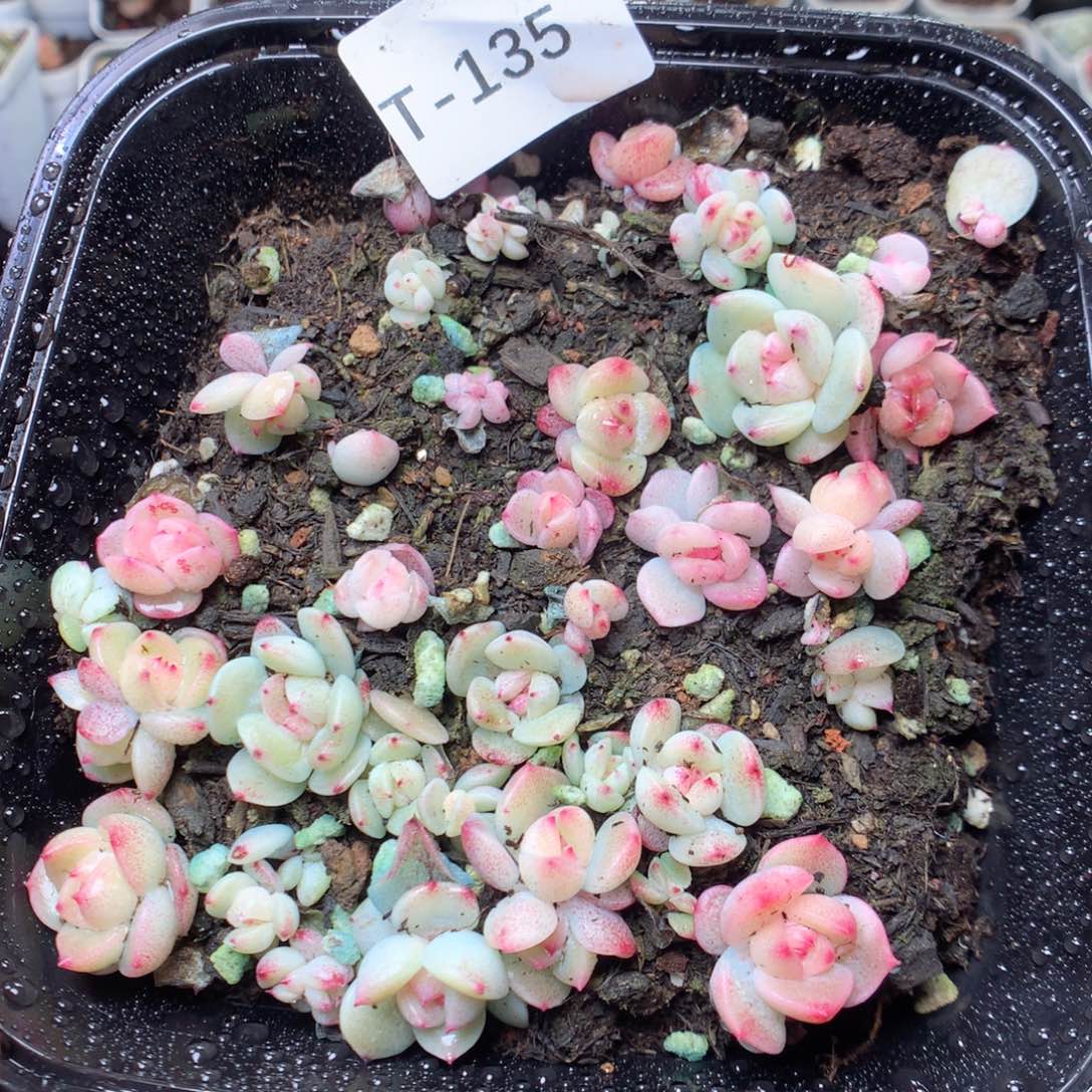 无花朵T135。甜心混