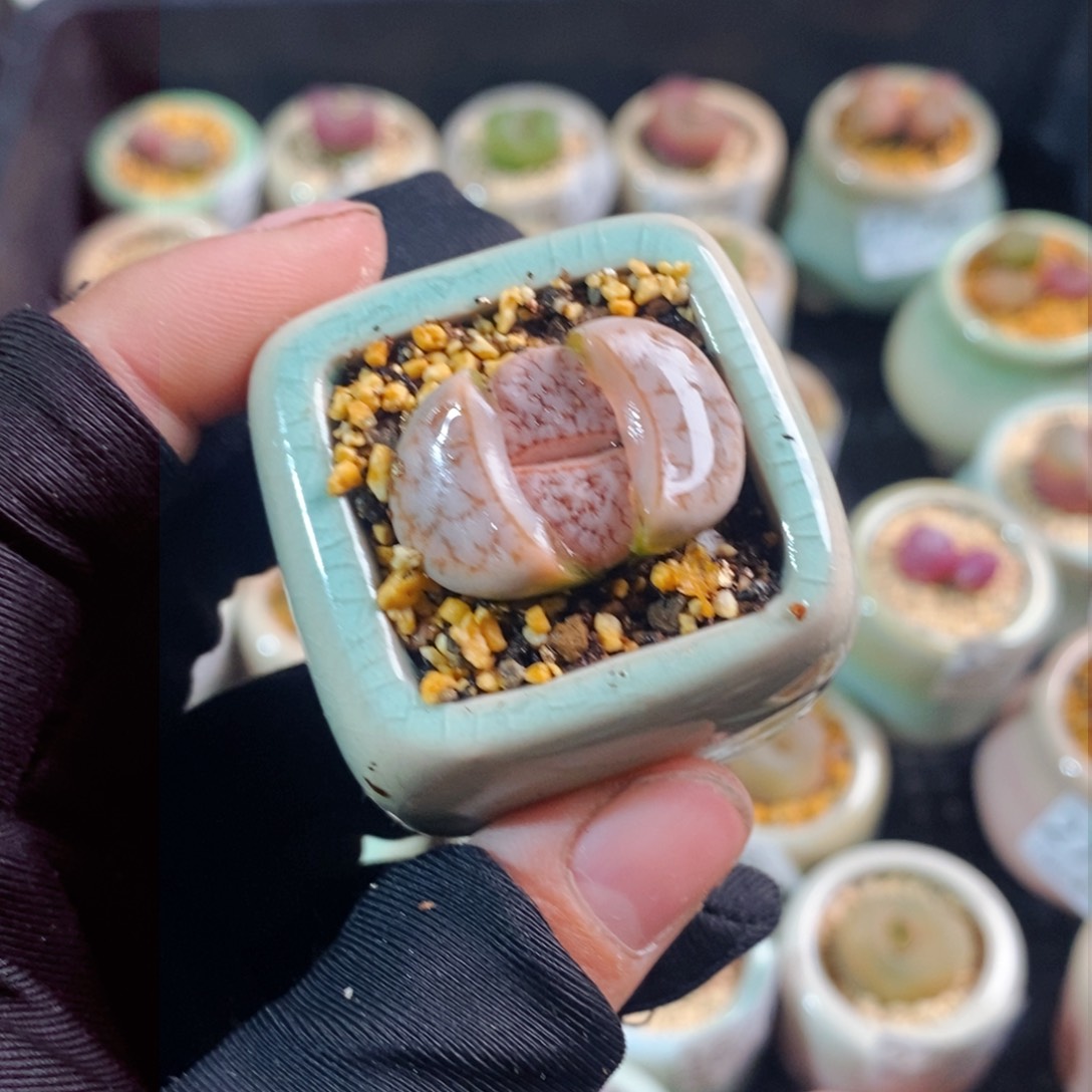 2788-一物一拍 带盆 雪岚