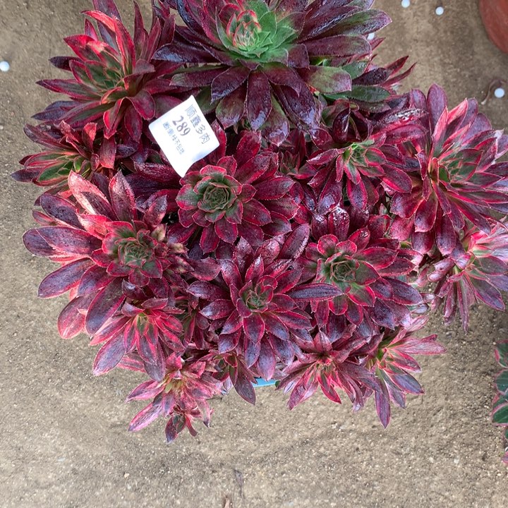 289孔雀锦多肉植物特价