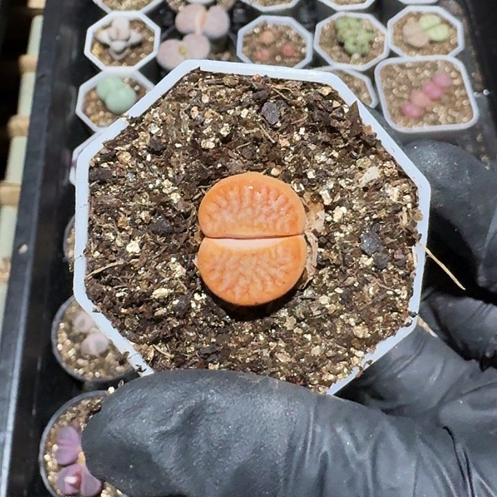 生石花11111。   170