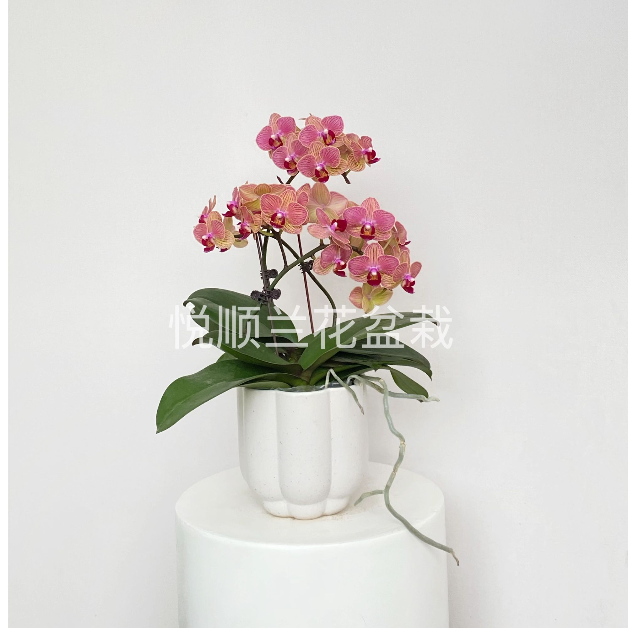 00193 蝴蝶兰 普洱 叶片自然开裂 桌面花