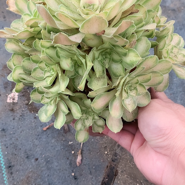 719韶华多肉植物