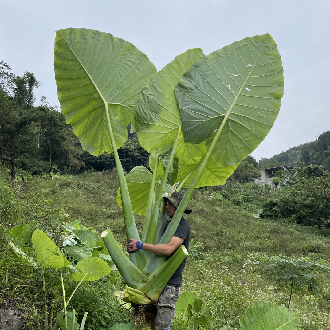 大叶巨型象耳芋室内外盆栽绿植净化空气美观实用