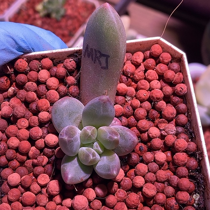 青花瓷美人锦基因多肉