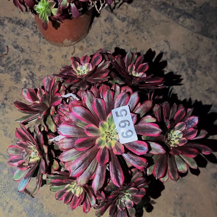 695糖果粉黛多肉植物处理不售后