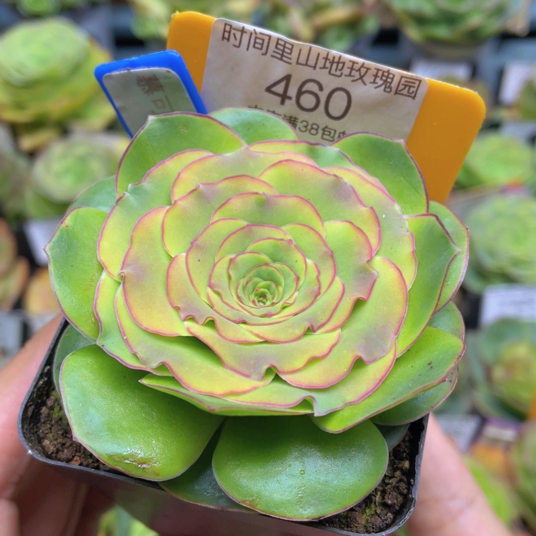 慕可多肉福利460一物一拍