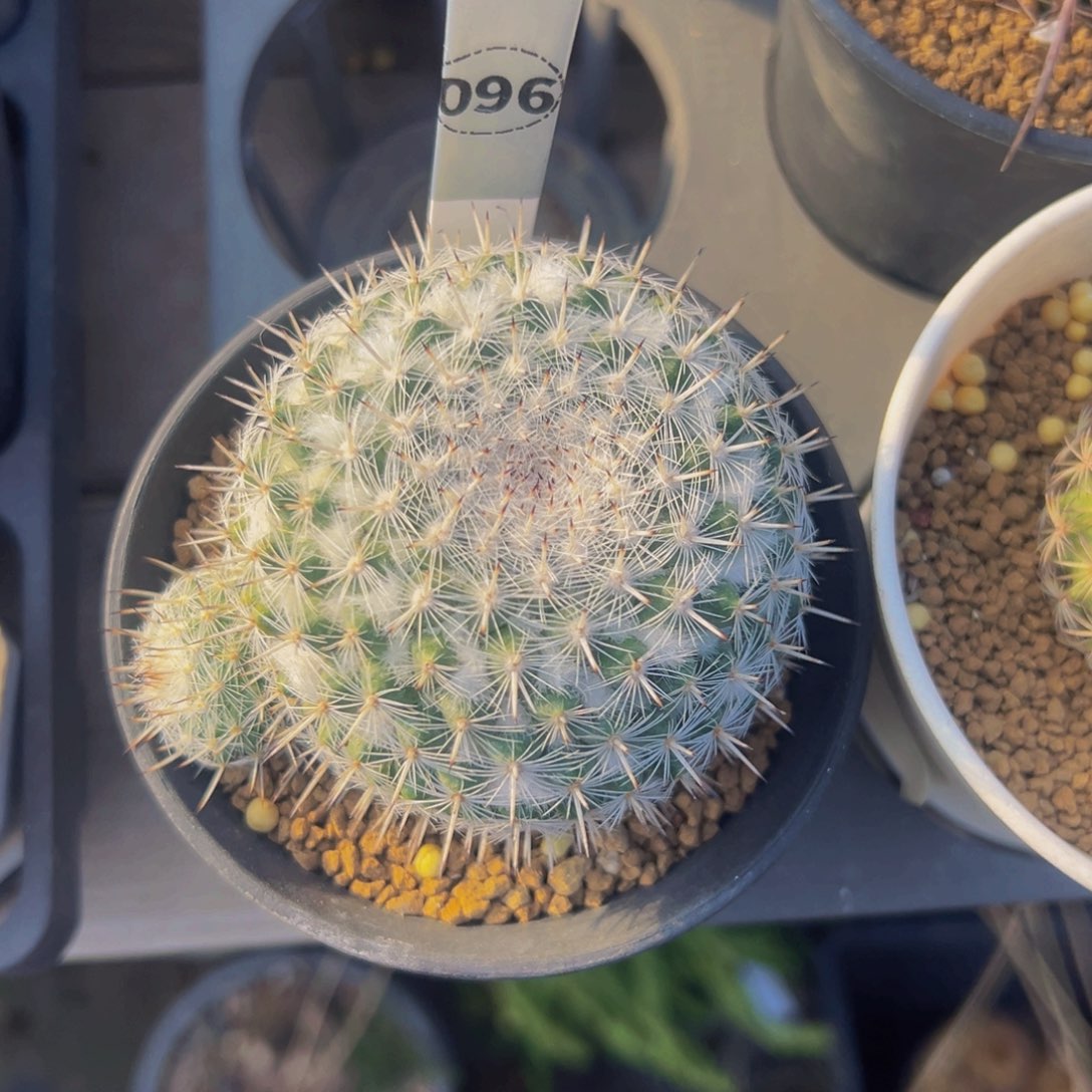 白王丸仙人球多肉植物