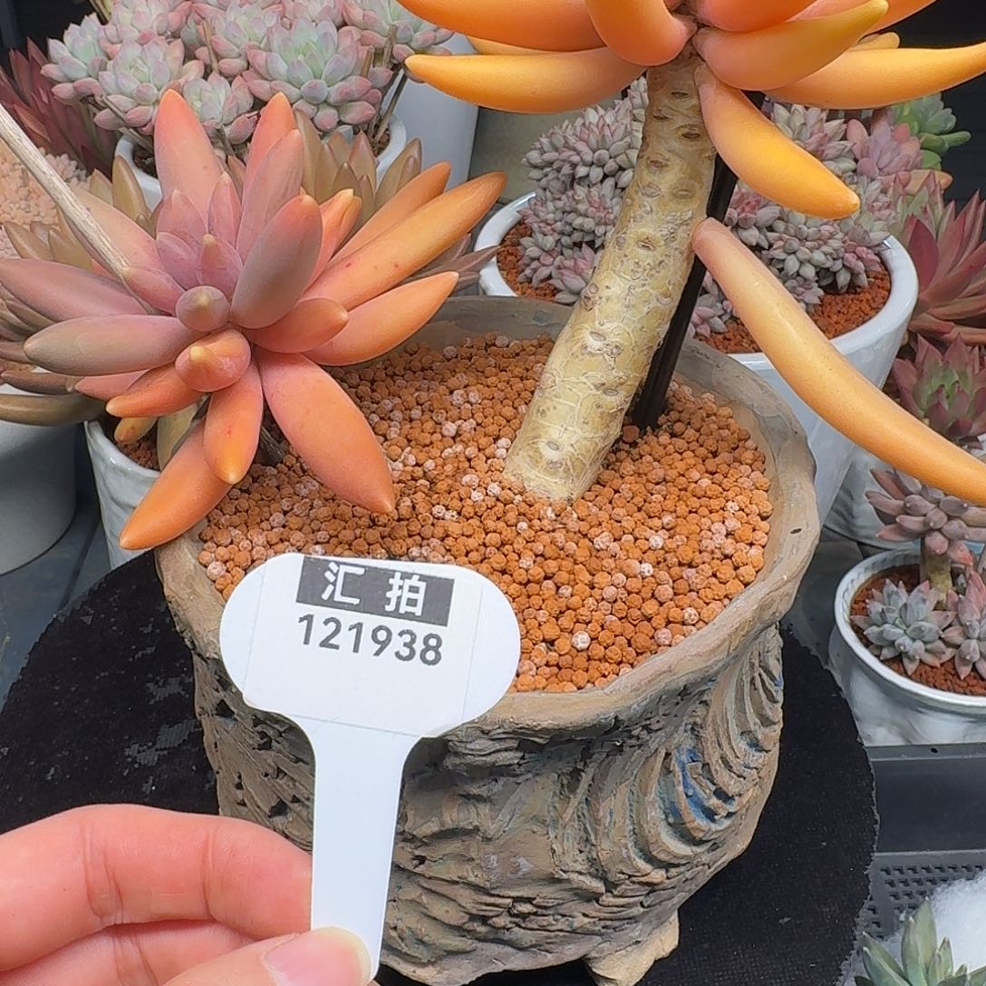 精品多肉植物121938