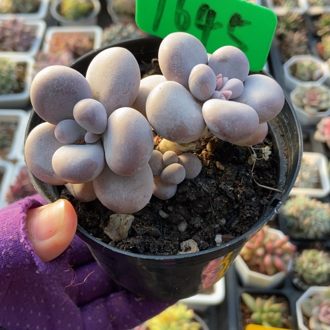 1645橙雪球多肉植物