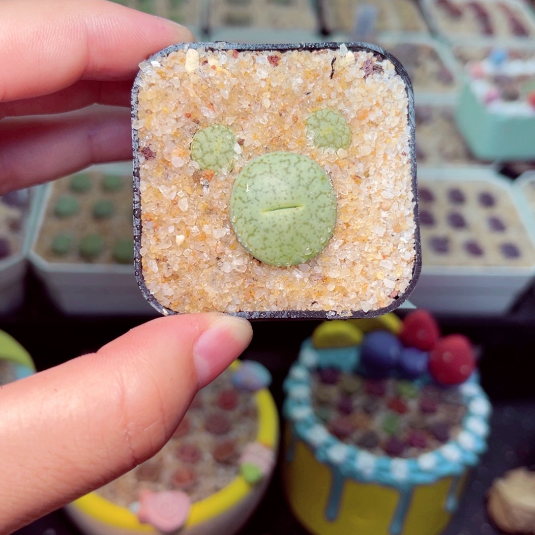 36号带盆包邮发货