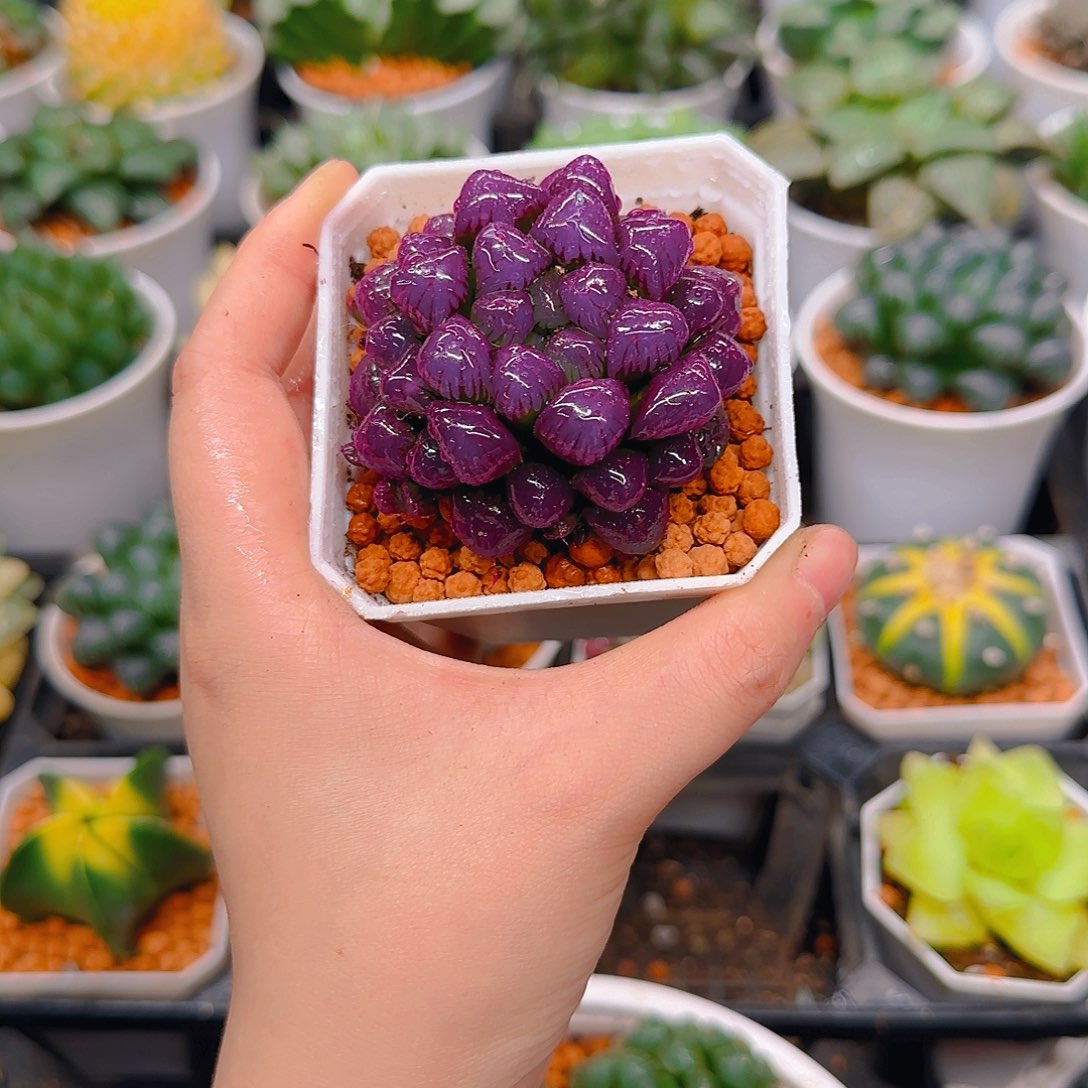 紫宝石冰灯玉露，原盆