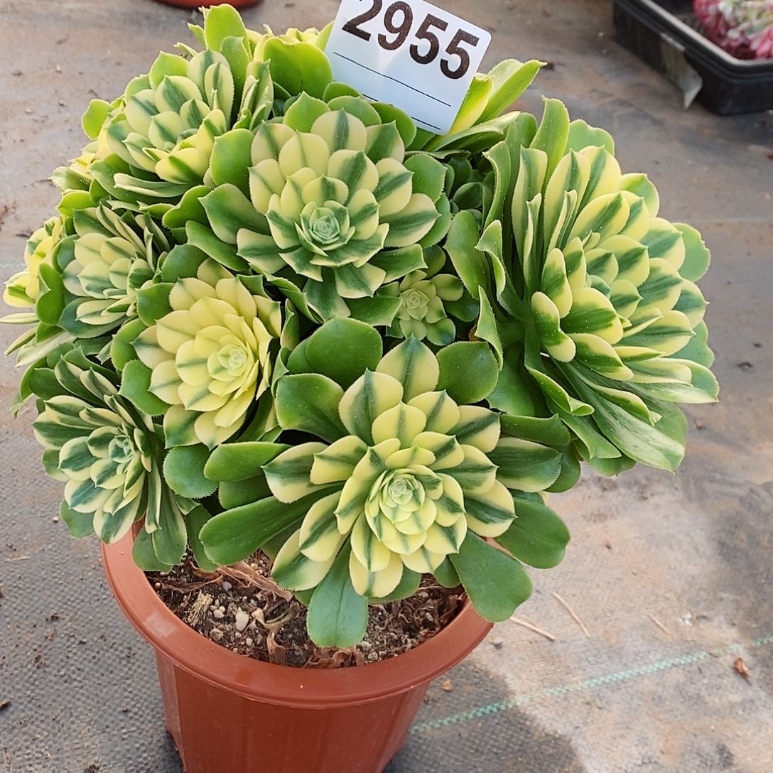 红陶2955辛尼亚多肉