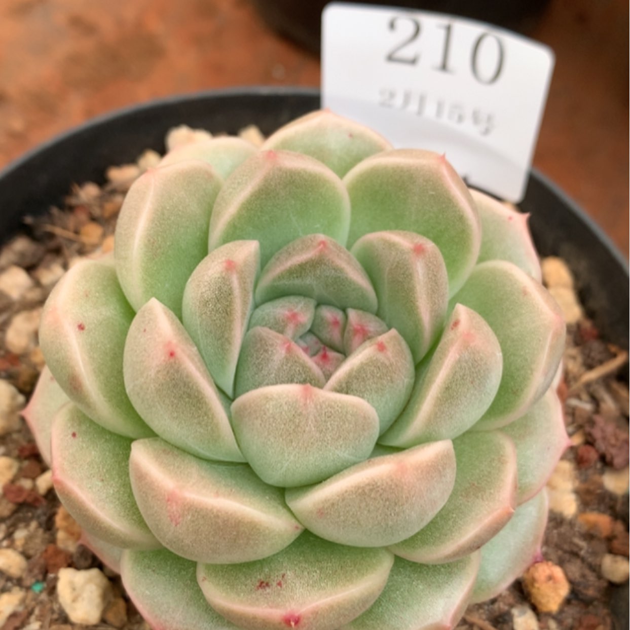 【闪购商品】云210