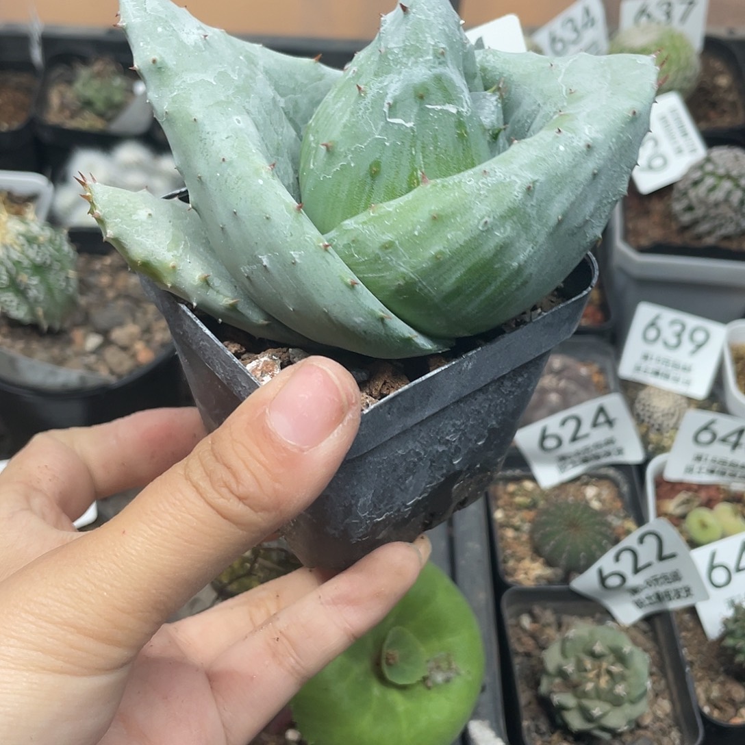 651元宝芦荟（满18元包邮）