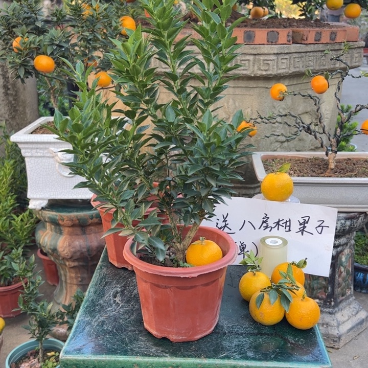 无花朵八房柑盆景绿植园艺