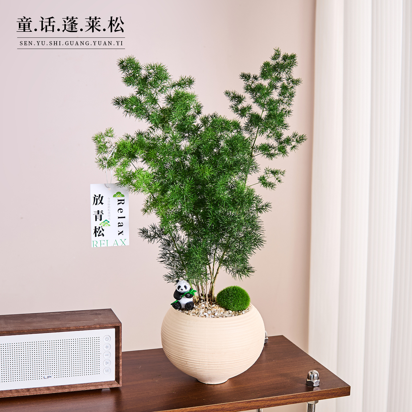 蓬莱松放青松盆栽客厅室内桌面盆景绿植四季常青净化空气植物送礼