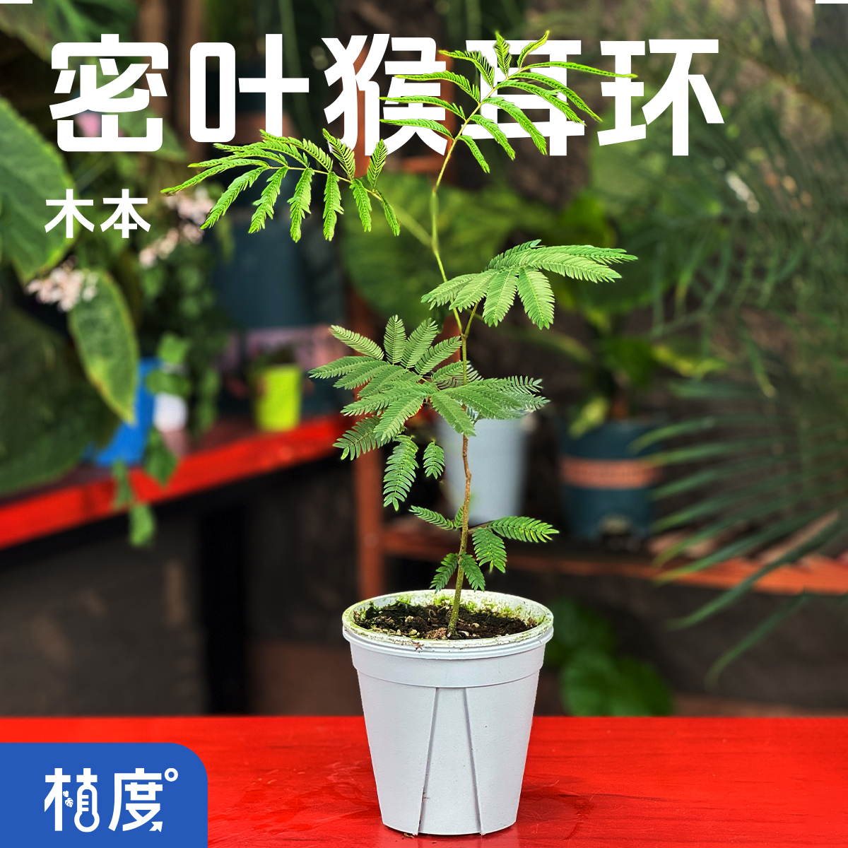 【植度 | 大_密叶猴耳环】细密叶序层叠轻盈 丛林系高颜值绿植代表