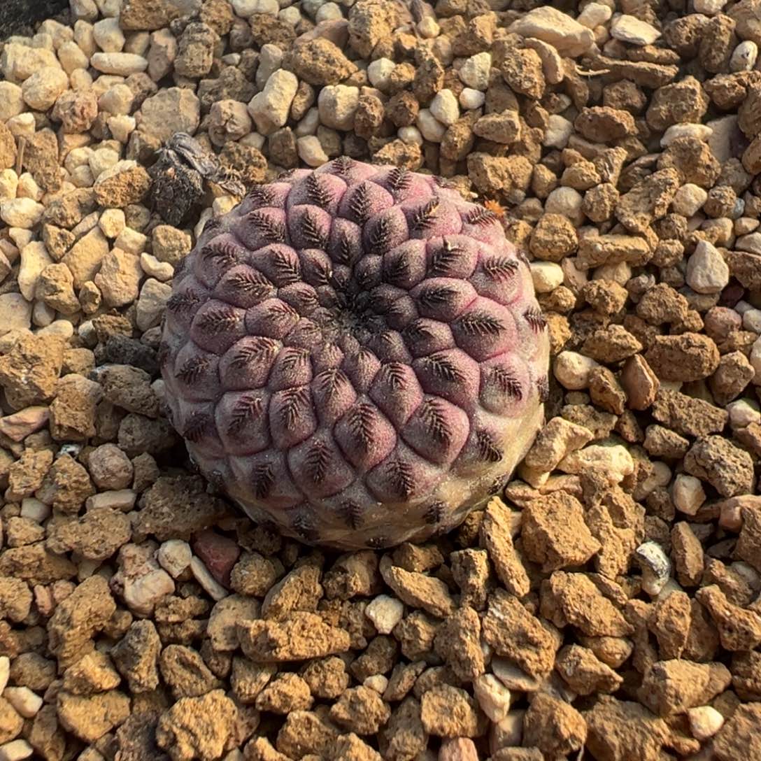 501自根萝卜红丽丸仙人球多肉植物