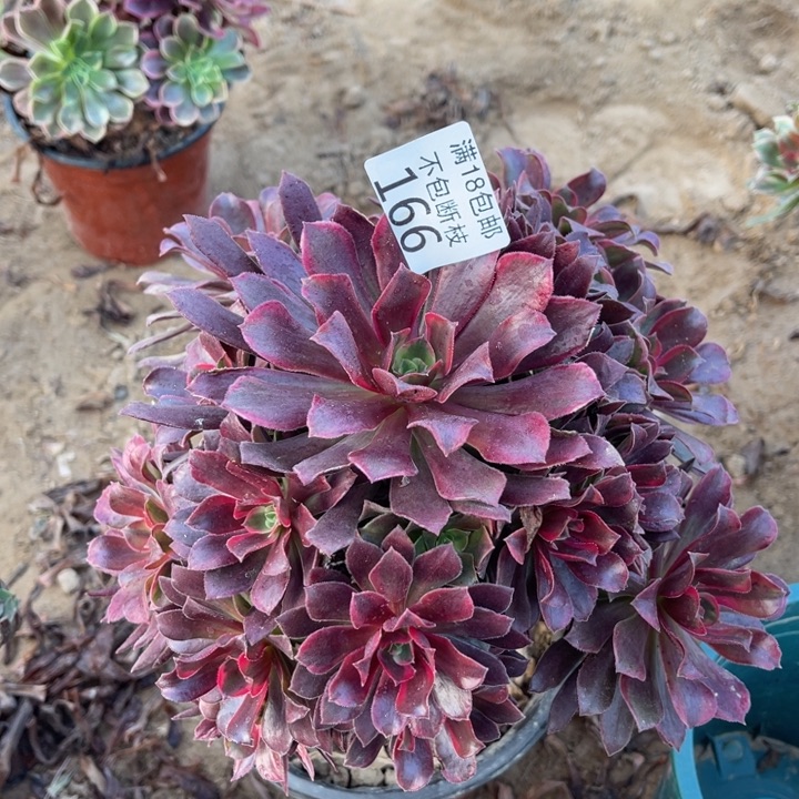 166蒙娜丽莎手捧2