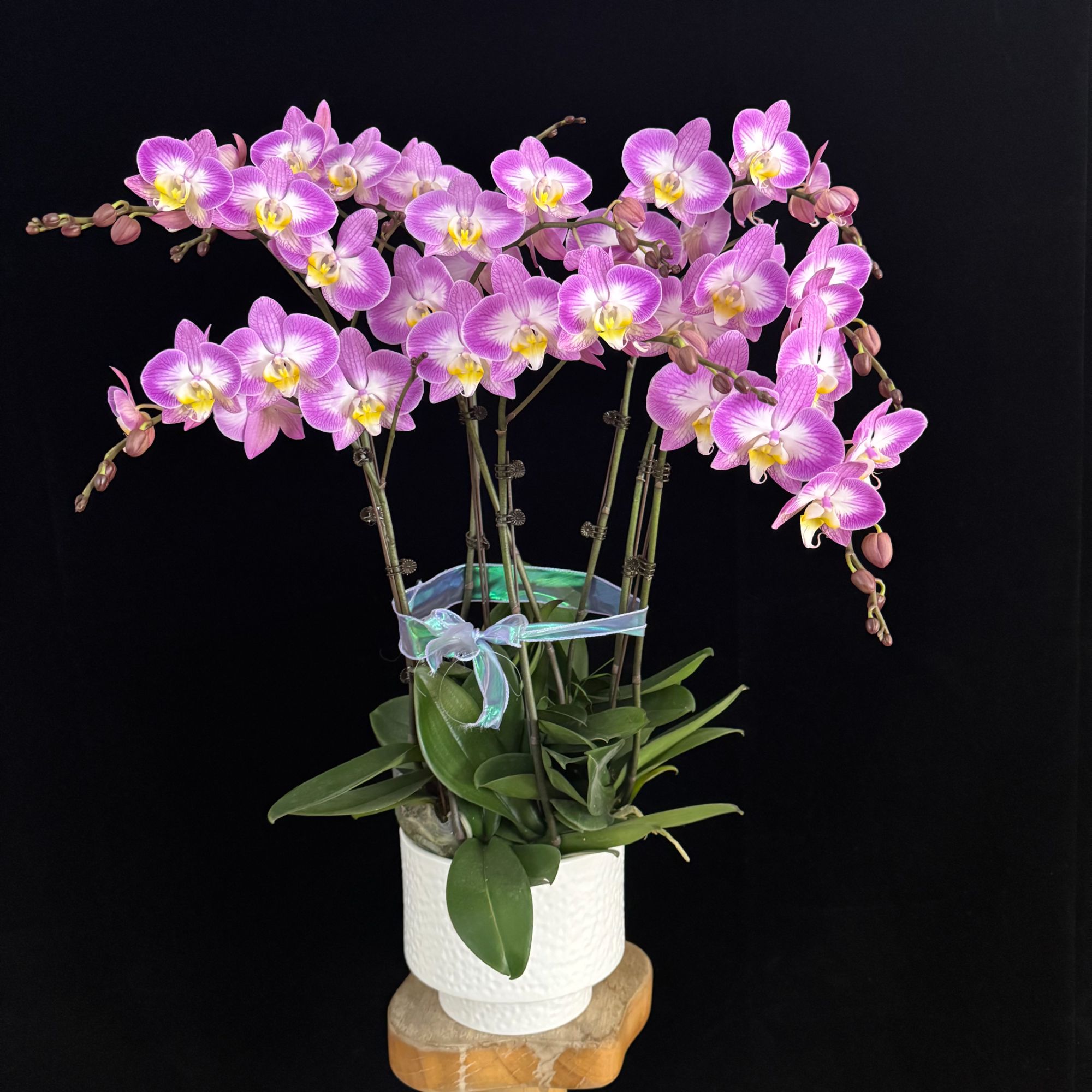 【雪山飞狐】欧品  粉色渐变黄色花心  耐开耐养 室内花卉