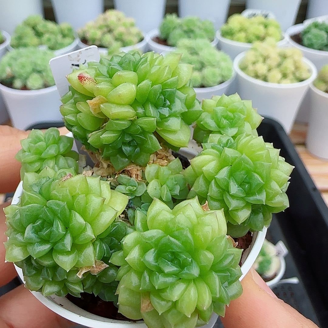 【闪购商品】0529-33（m1-3-1）