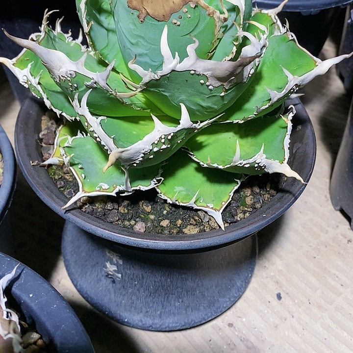 多肉植物龙蛇兰1号