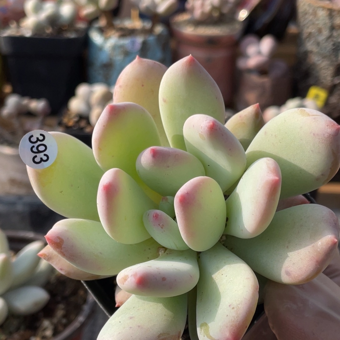 半夏杂交多肉植物