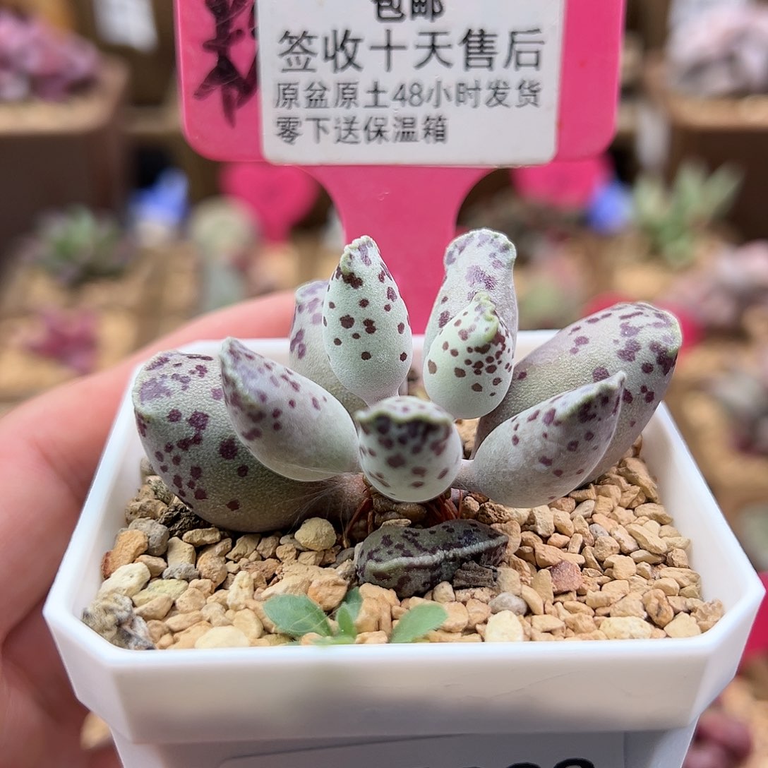 322白肌海豹多肉植物