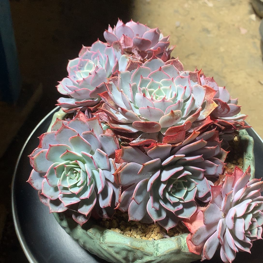 陈*及天空之眼一物一拍