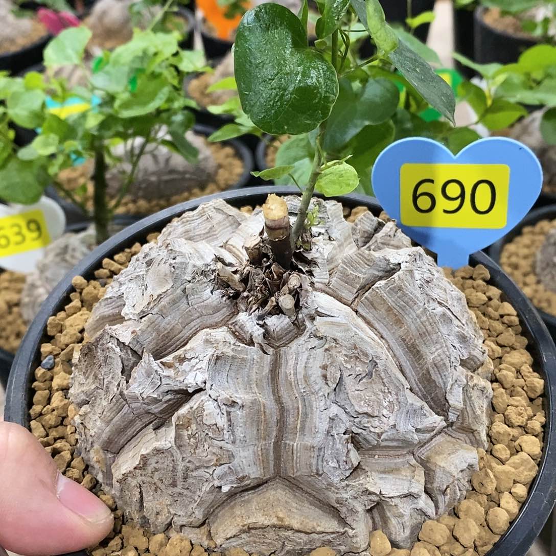 南非龟甲龙龟甲龙