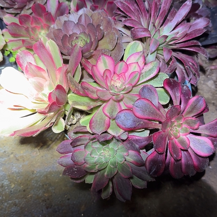 6颗法师不同品种带荔枝单头苗