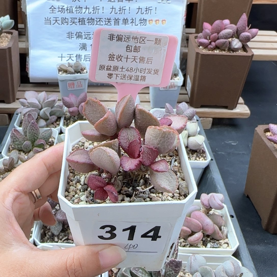 314妖姬多肉植物