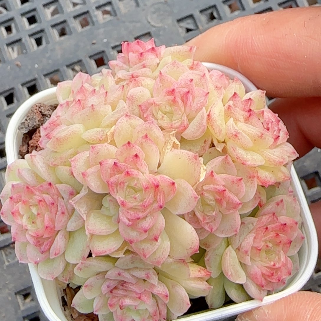 【闪购商品】0221-42（fm-27）